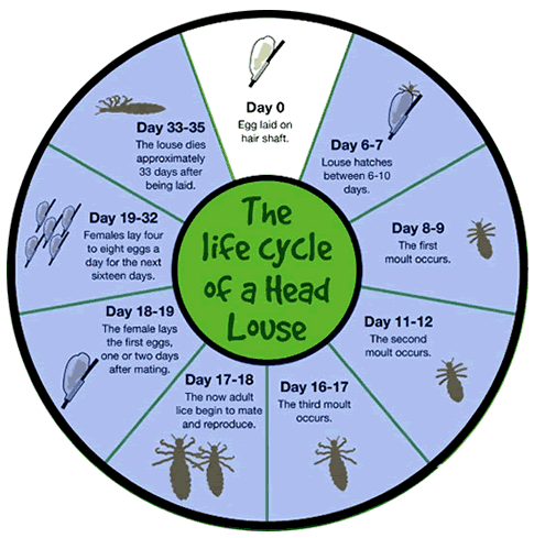 Myths and Facts - Head Lice Treatment Service- Facts About Lice